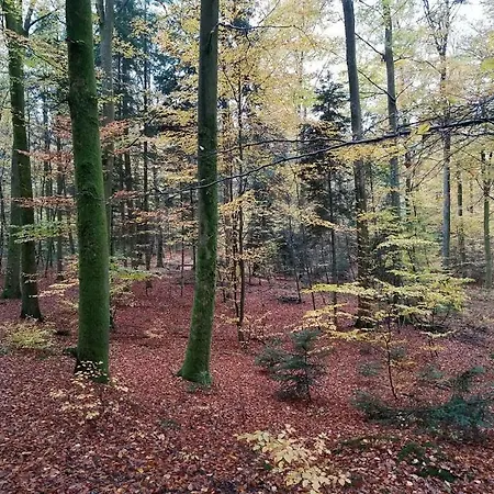 L'enchantraine - Confort Et Tarif Inclus - Spacieux Et Accueillant Sur *